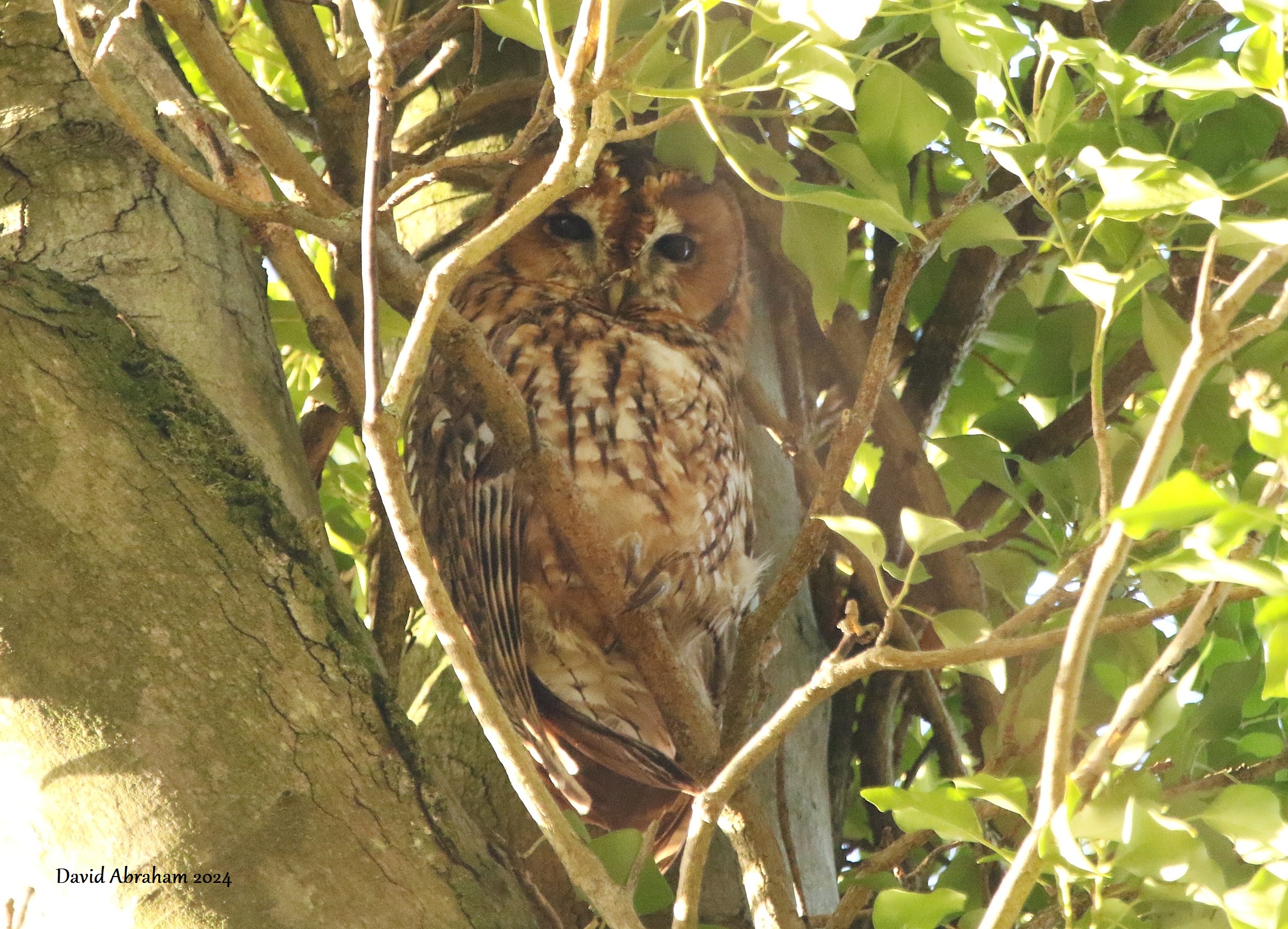 Tawny Owl 