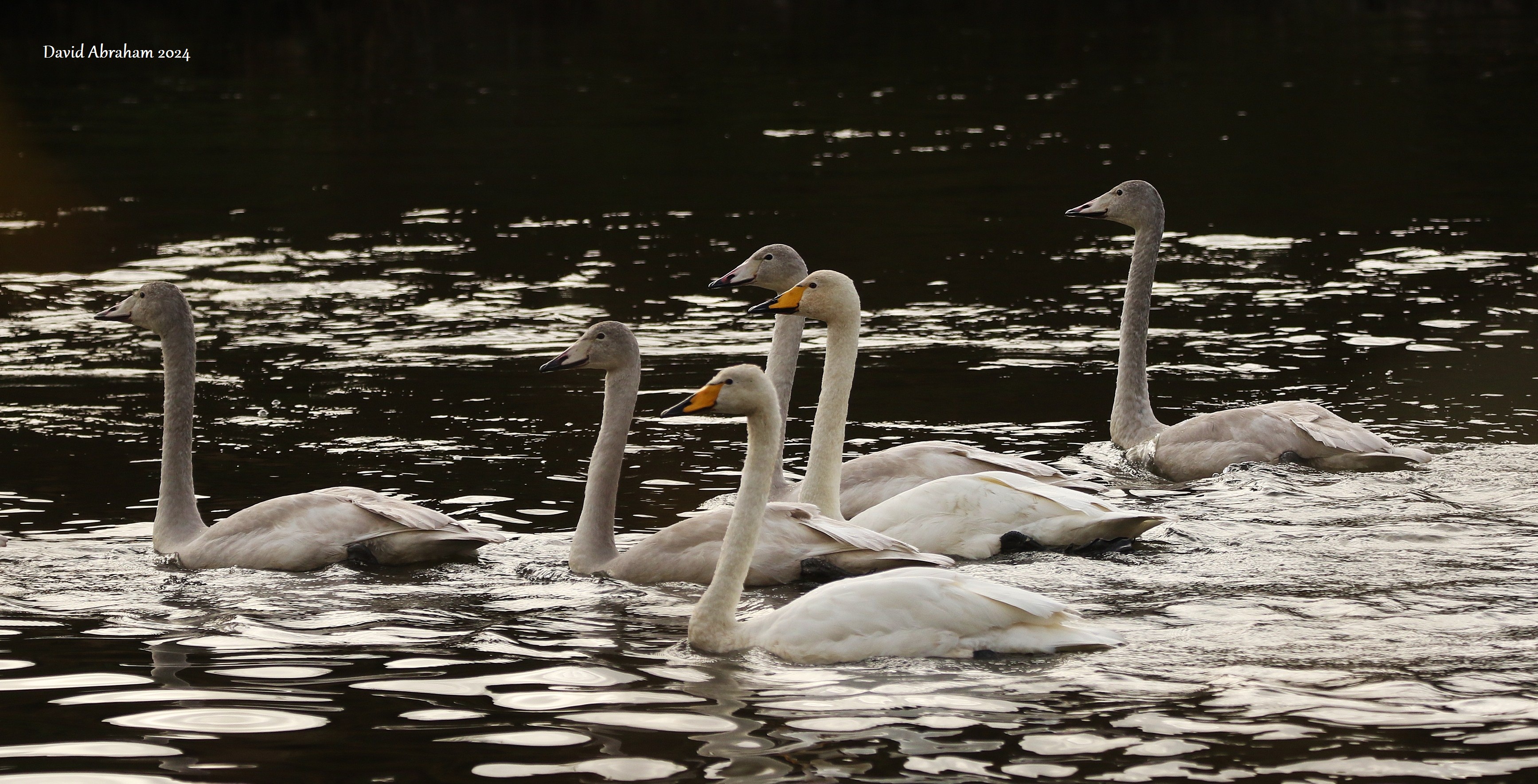 Whooper Swans 