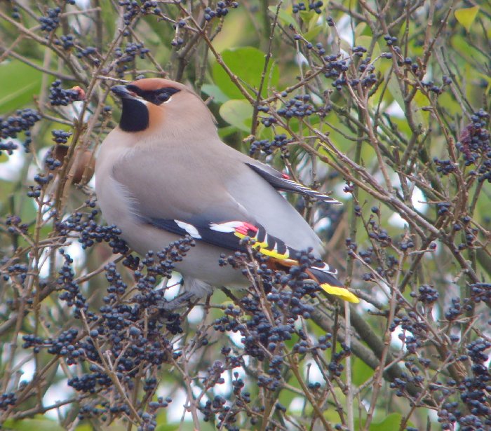 Waxwing