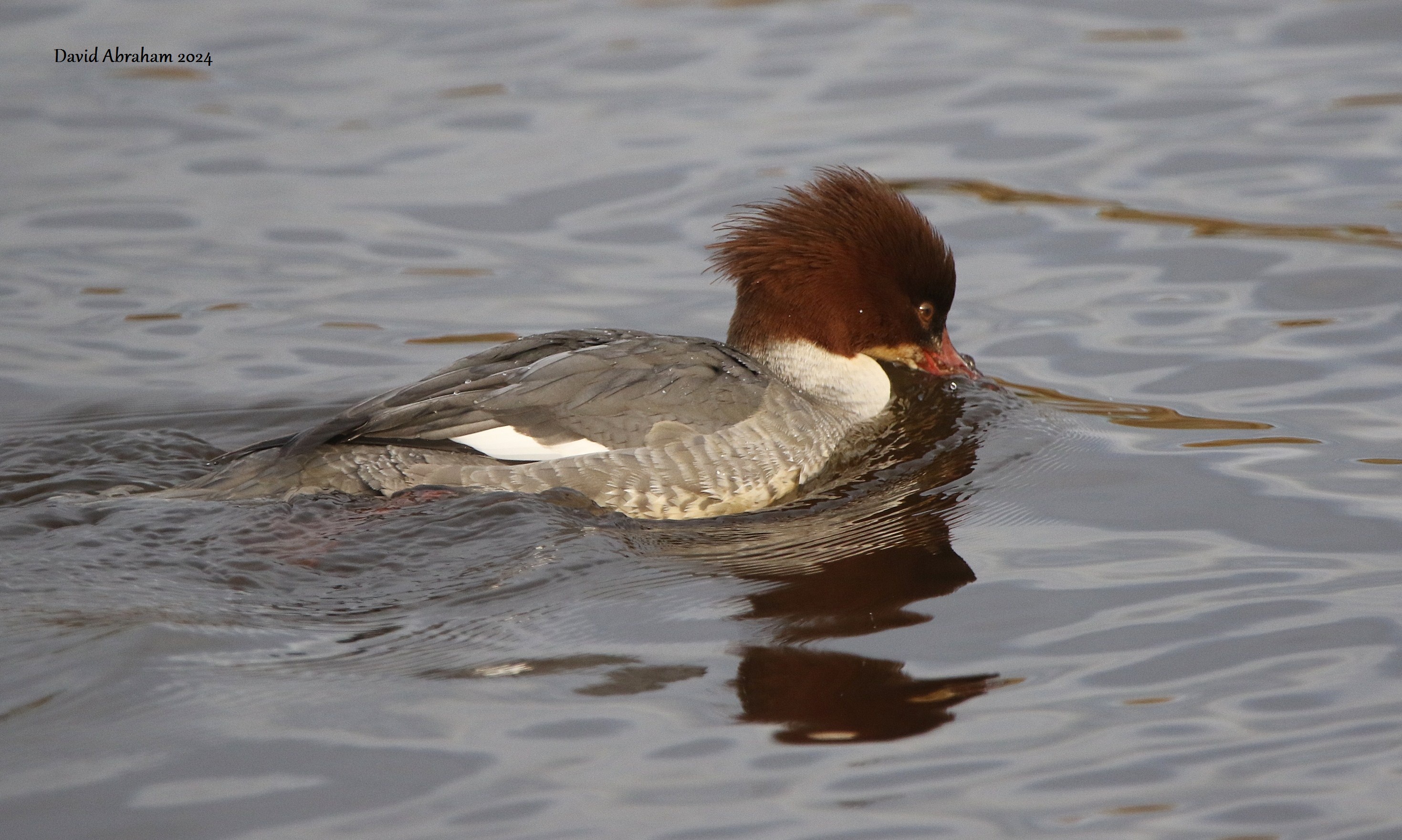Goosander 