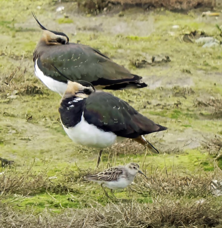 Least Sandpiper