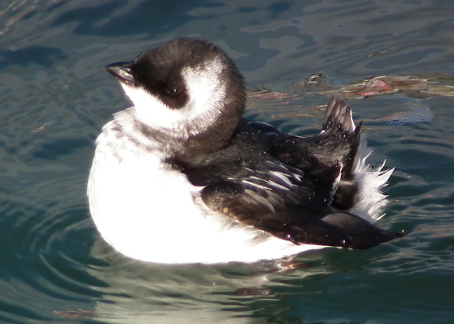 Little Auk