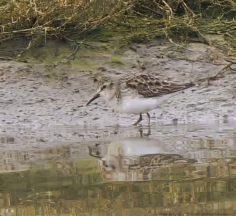 Least Sandpiper