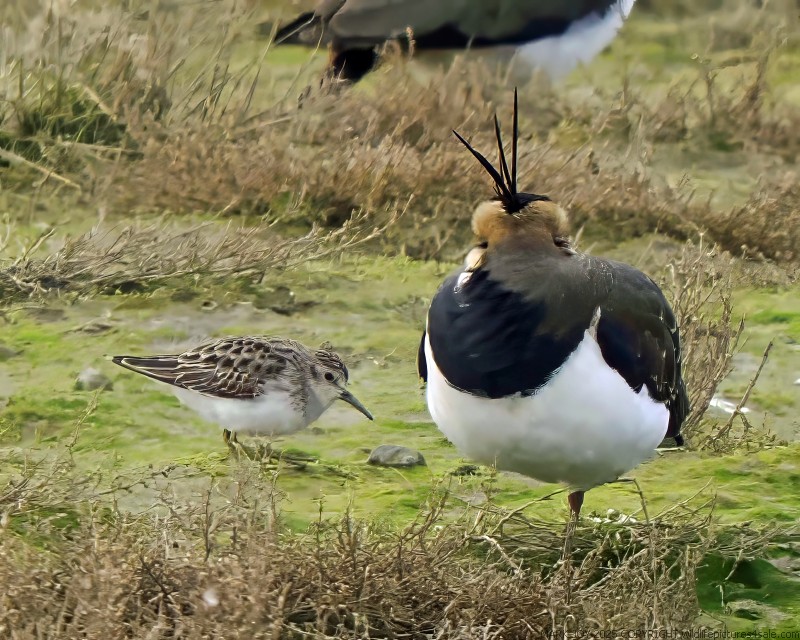 Least Sandpiper