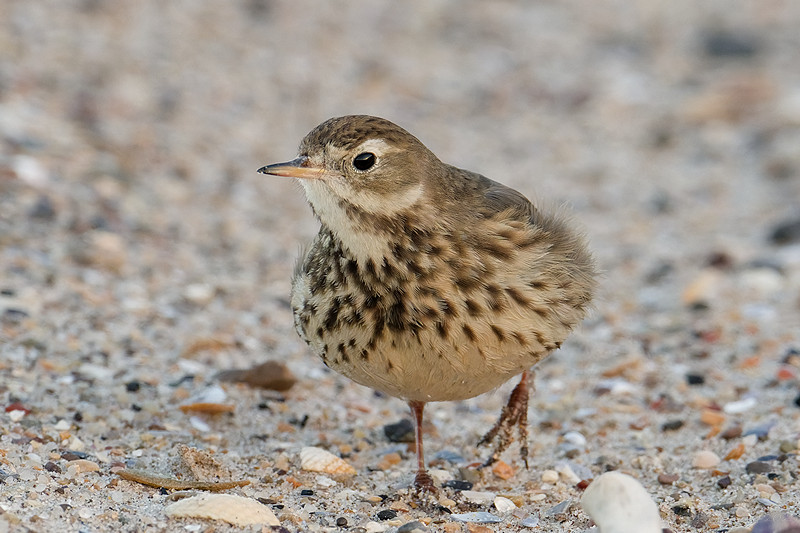 American Pipit
