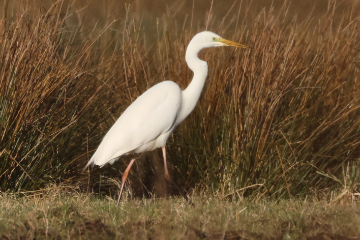 Great White Egret