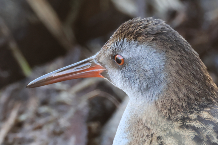 Water Rail