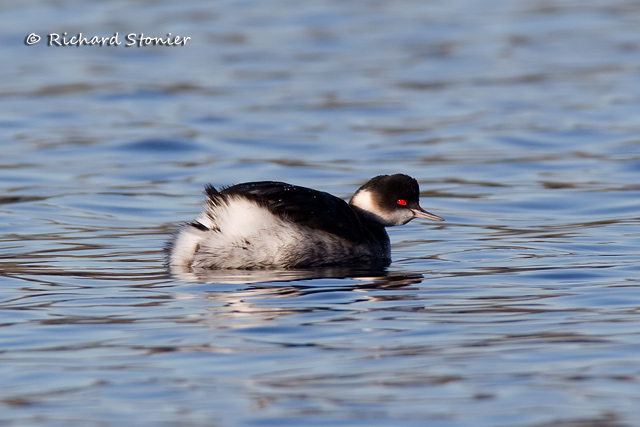 Black-necked Grebe