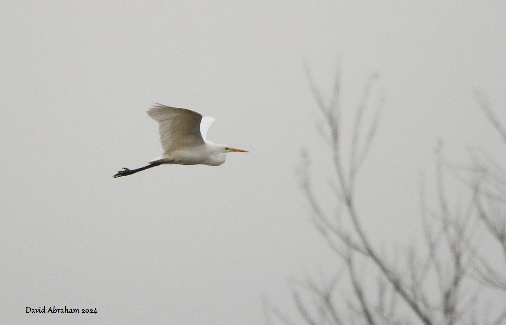 Great White Egret 