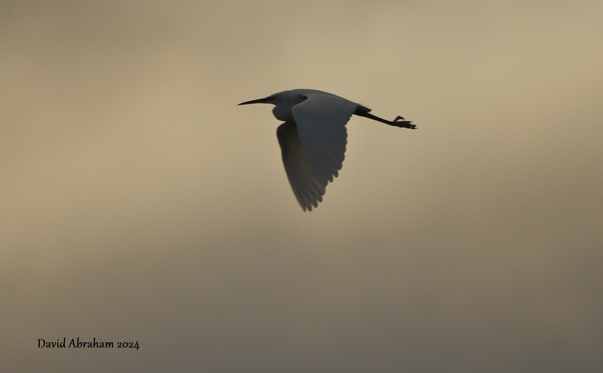 Little Egret 