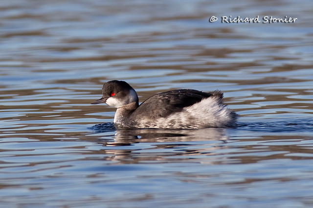 Black-necked Grebe