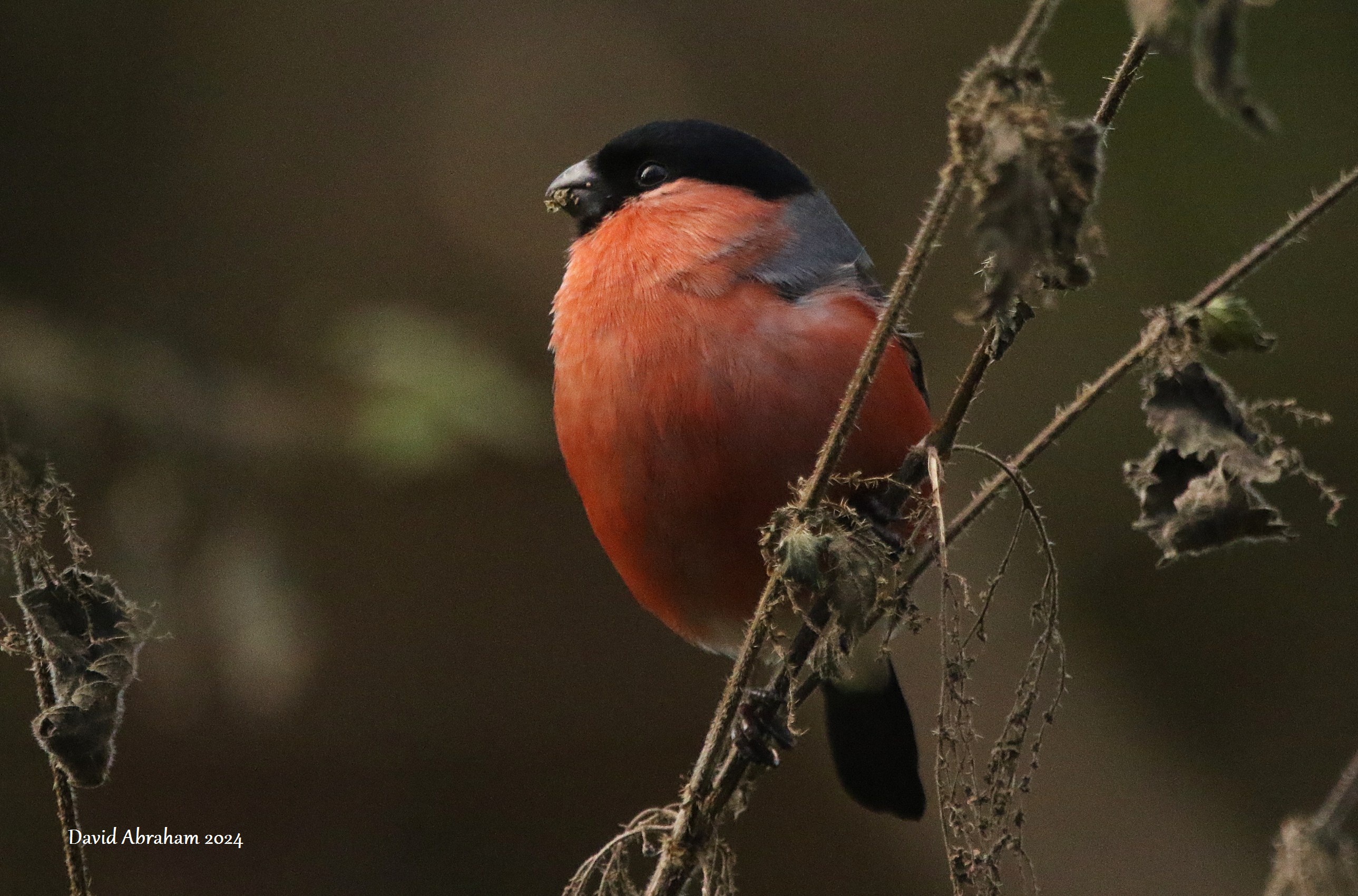 Bullfinch 