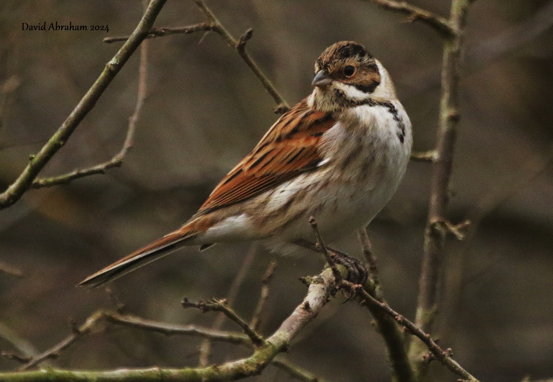 Reed Bunting 