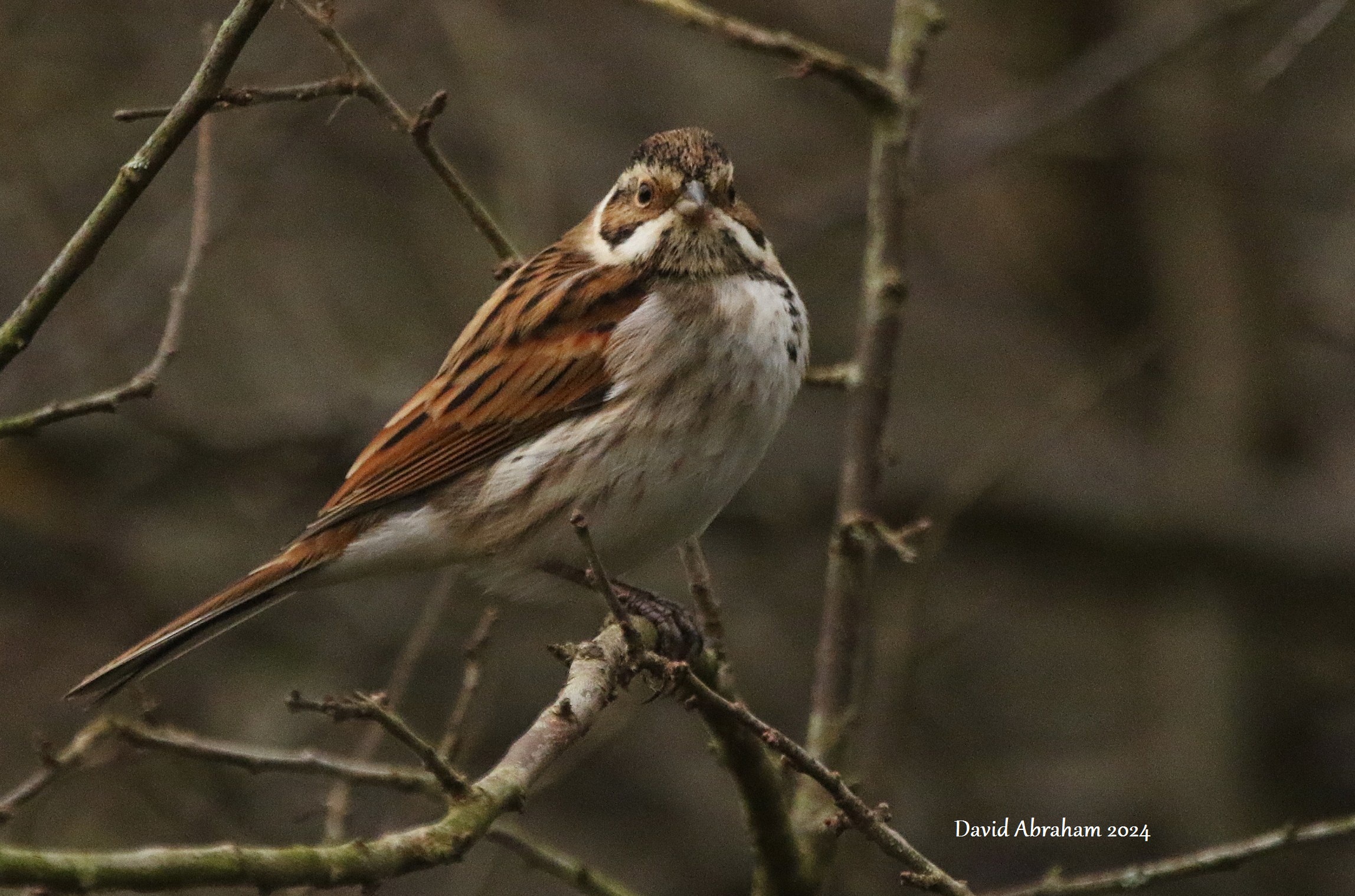 Reed Bunting 