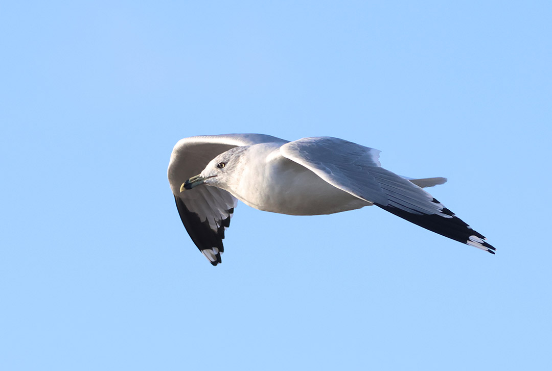 Ring-billed Gull