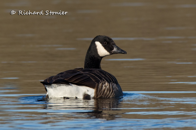 Canada Goose