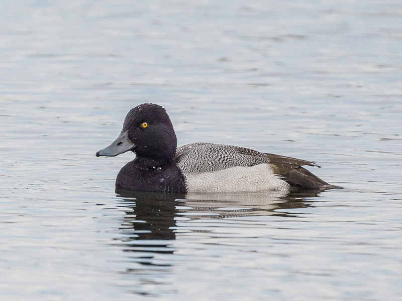 Lesser Scaup