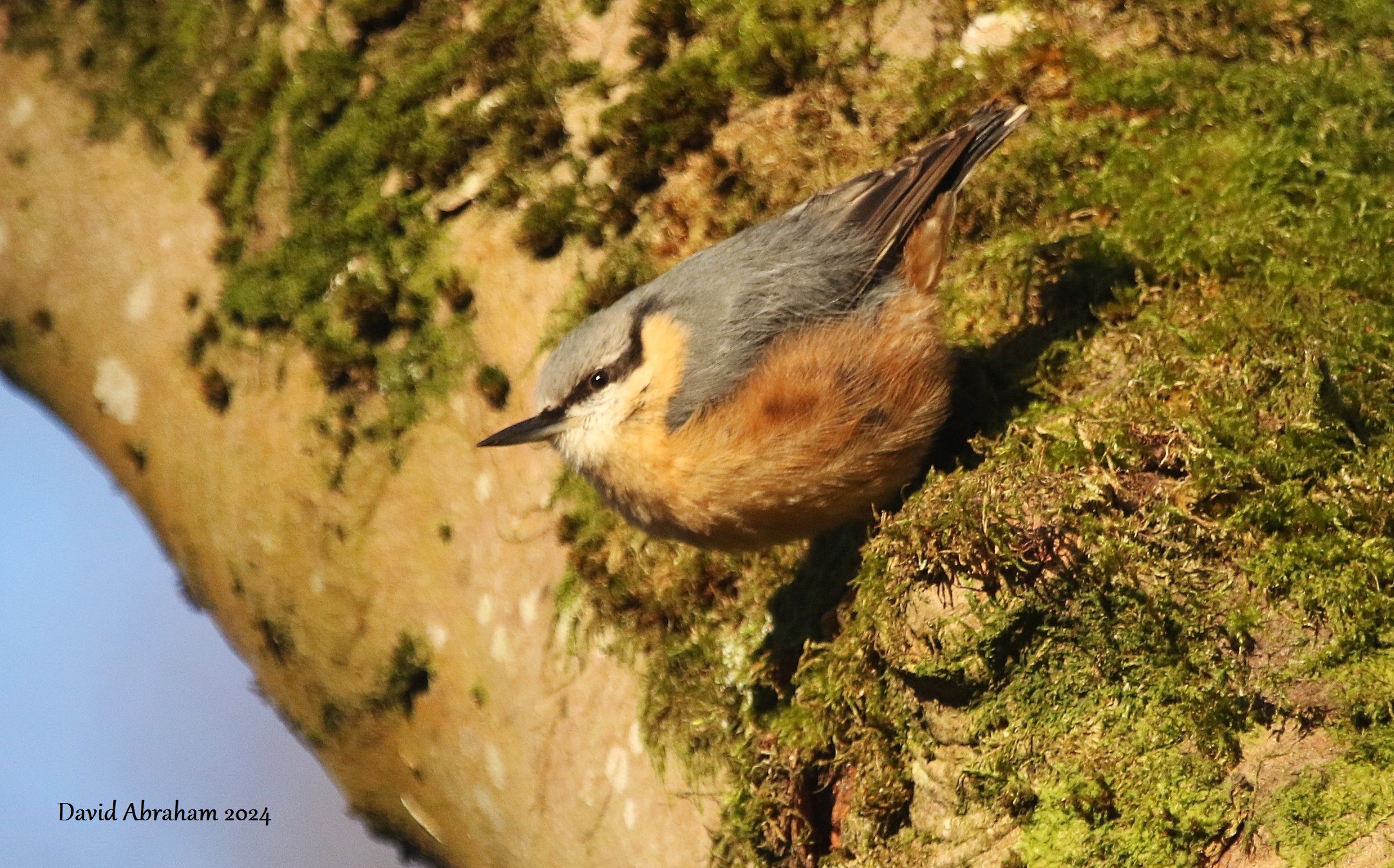 Nuthatch 