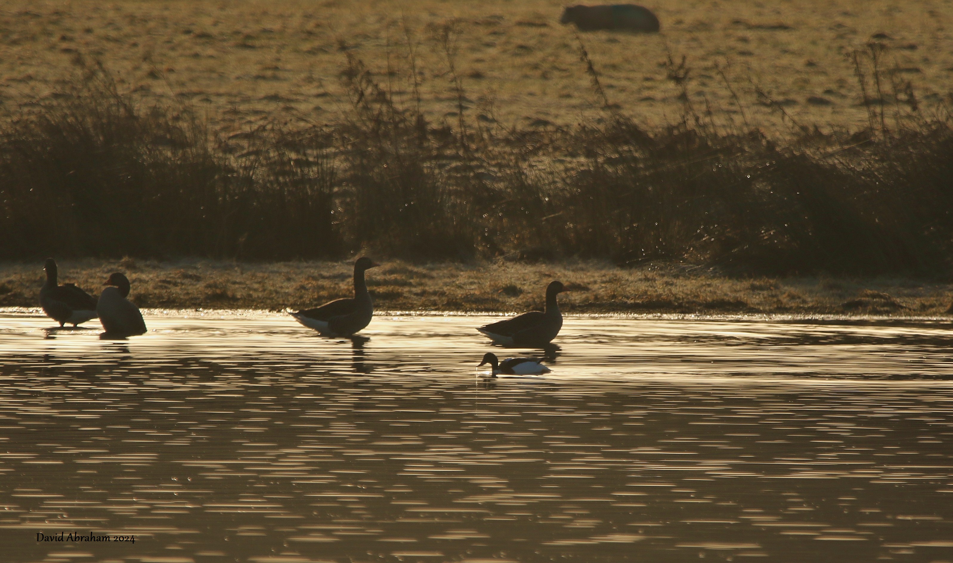 Shelduck 
