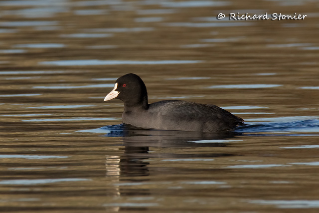 Coot