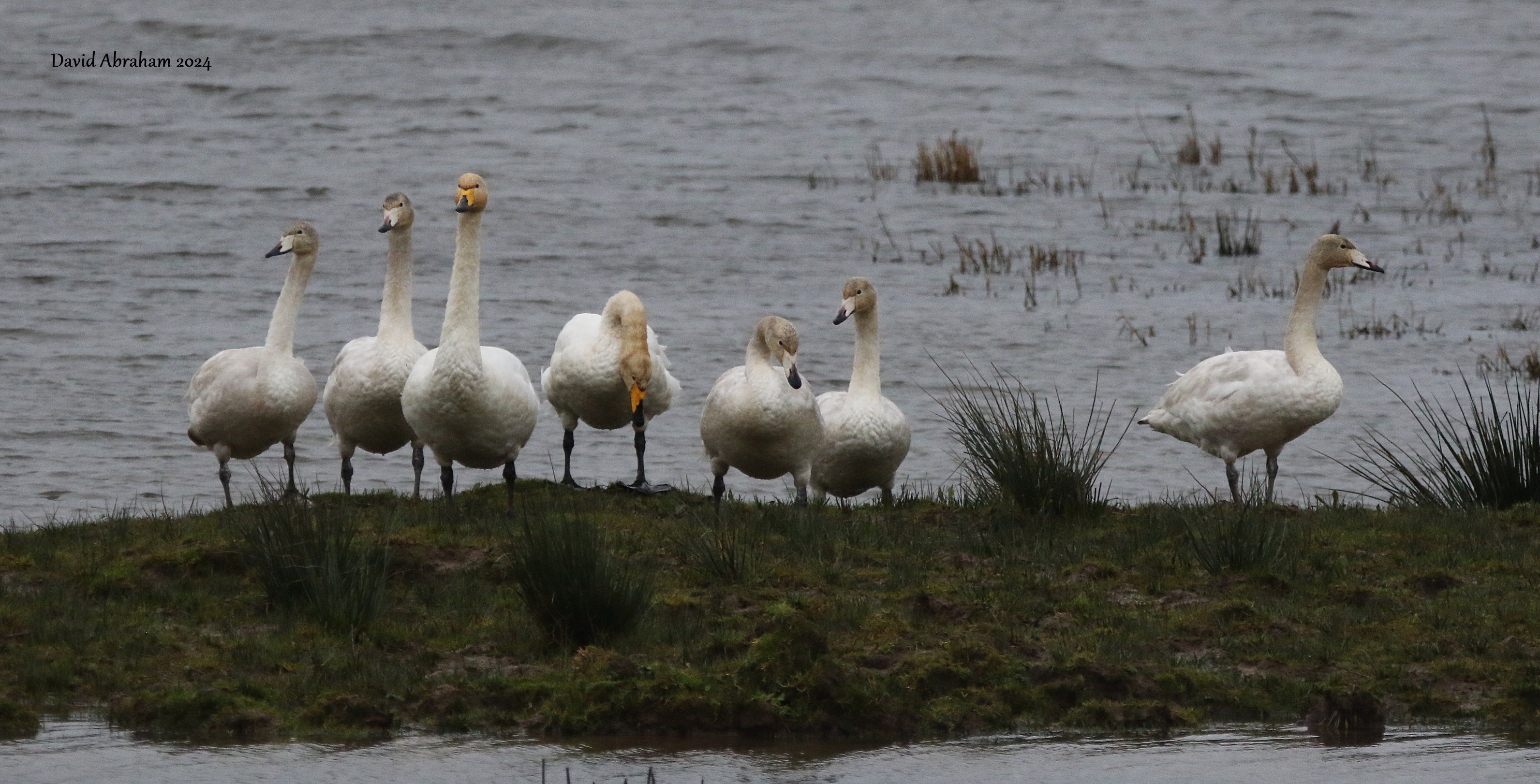 Whooper Swan