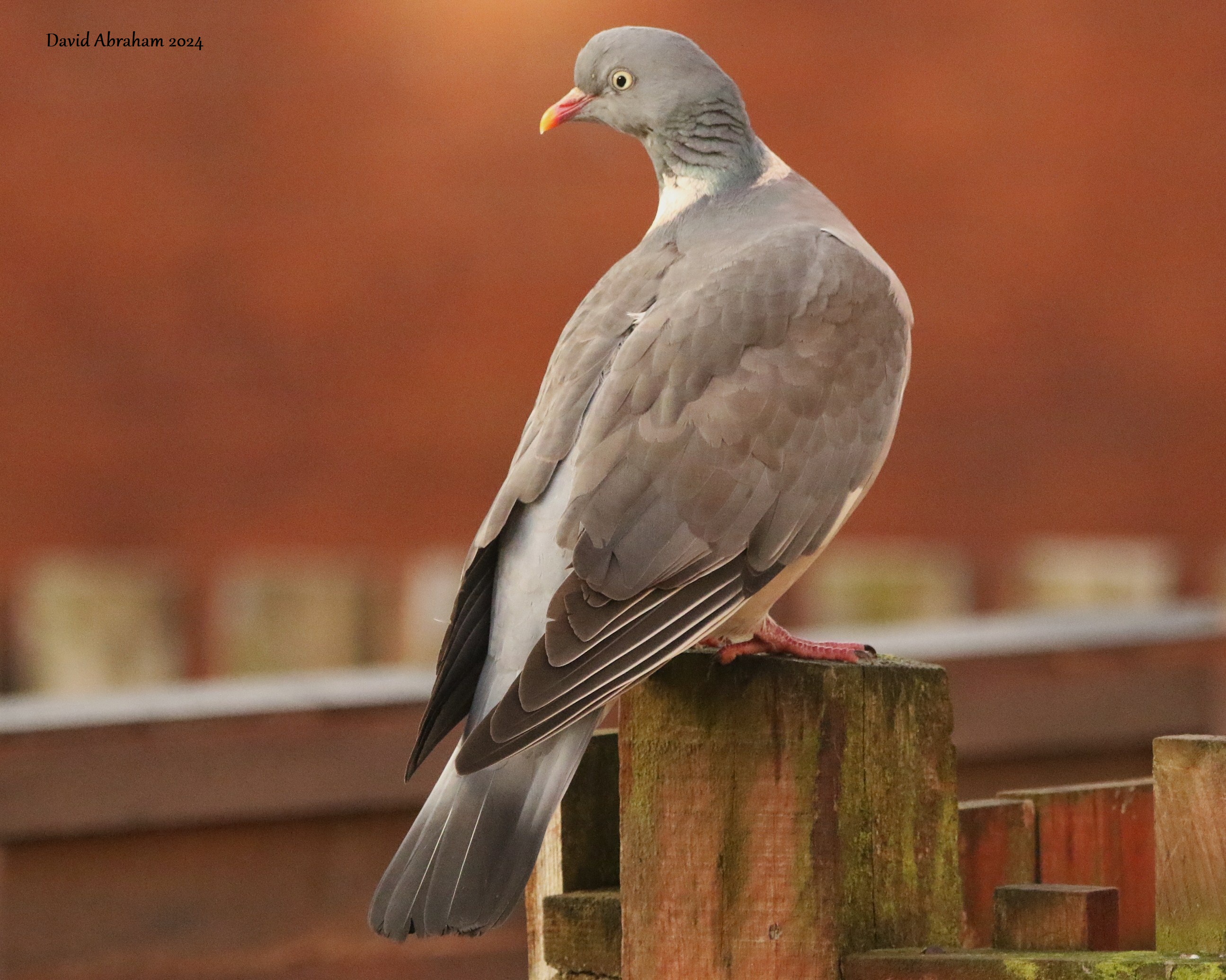 Woodpigeon
