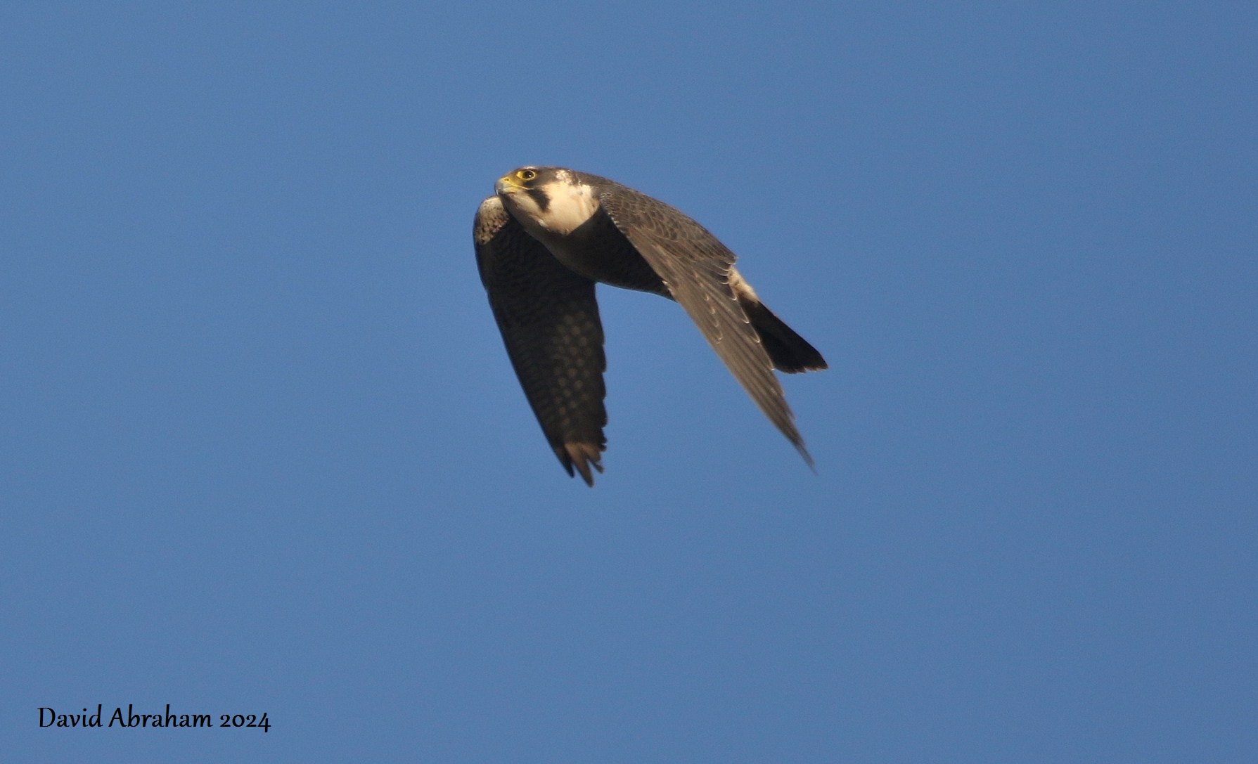 Peregrine 