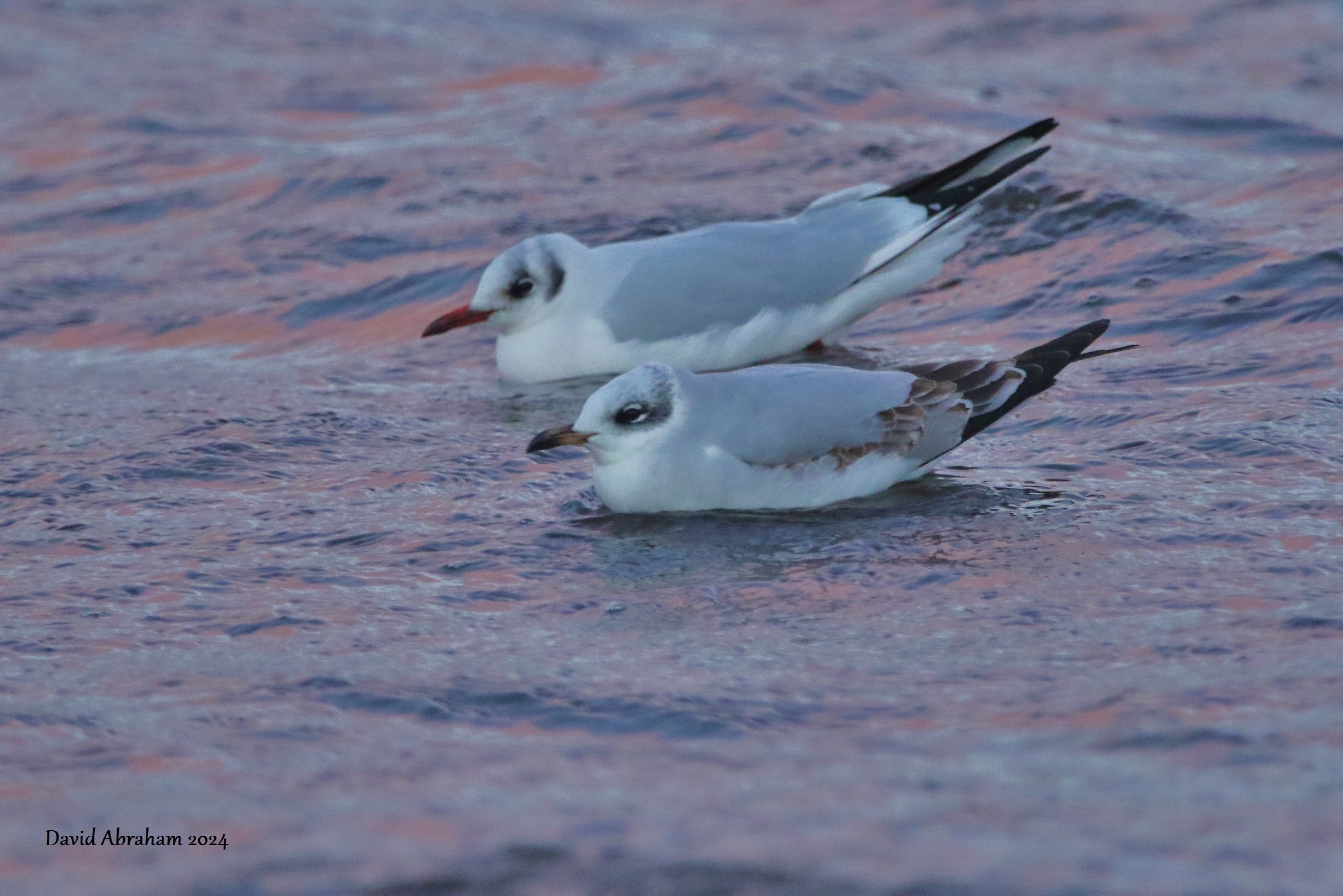 Mediterranean Gull 
