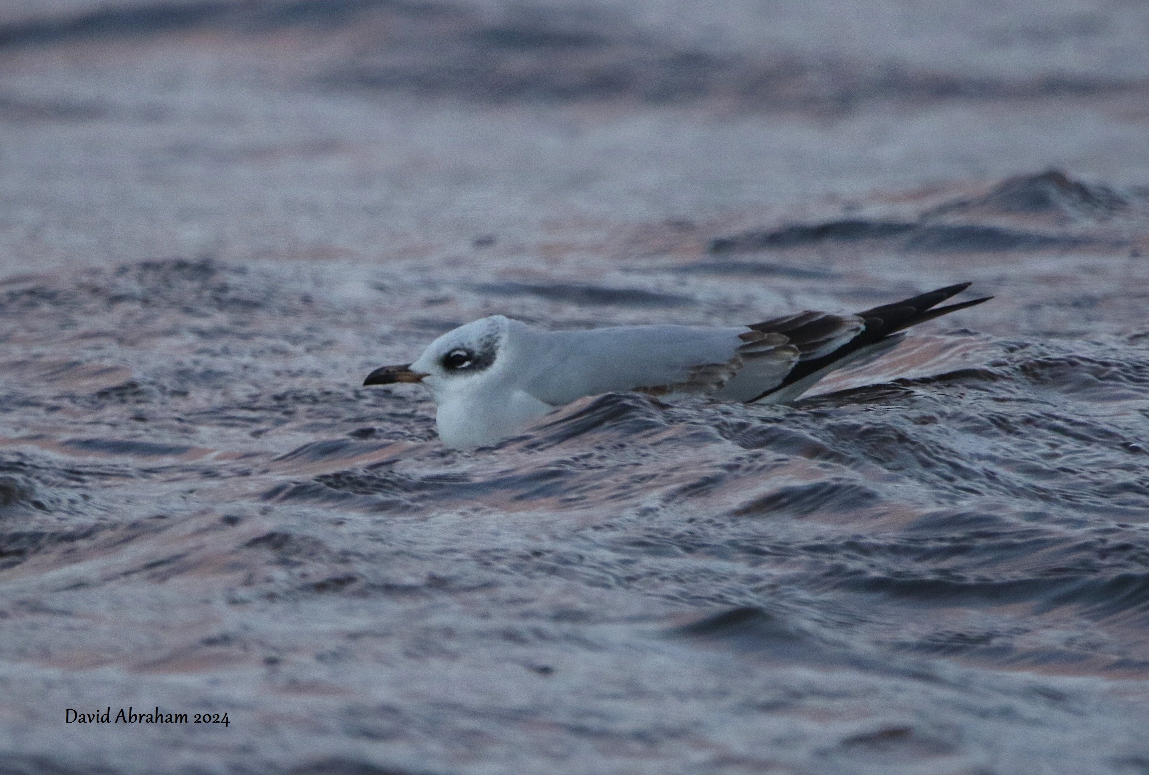 Mediterranean Gull 