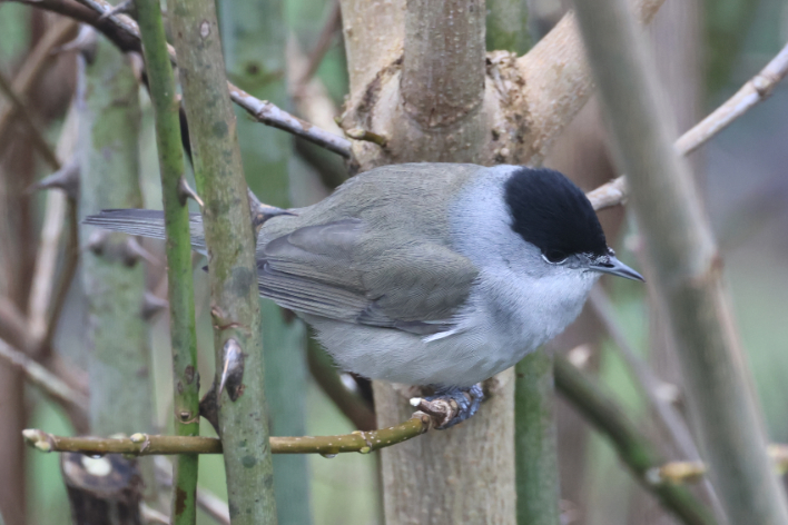 Blackcap