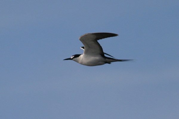 Sooty Tern