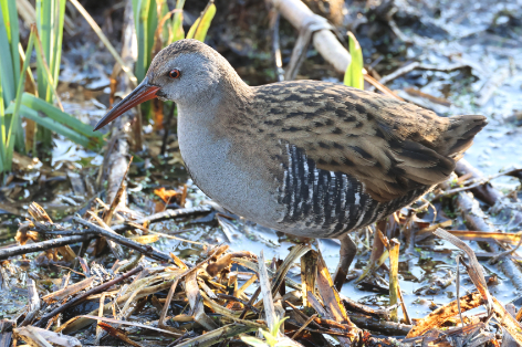 Water Rail