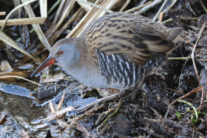 Water Rail