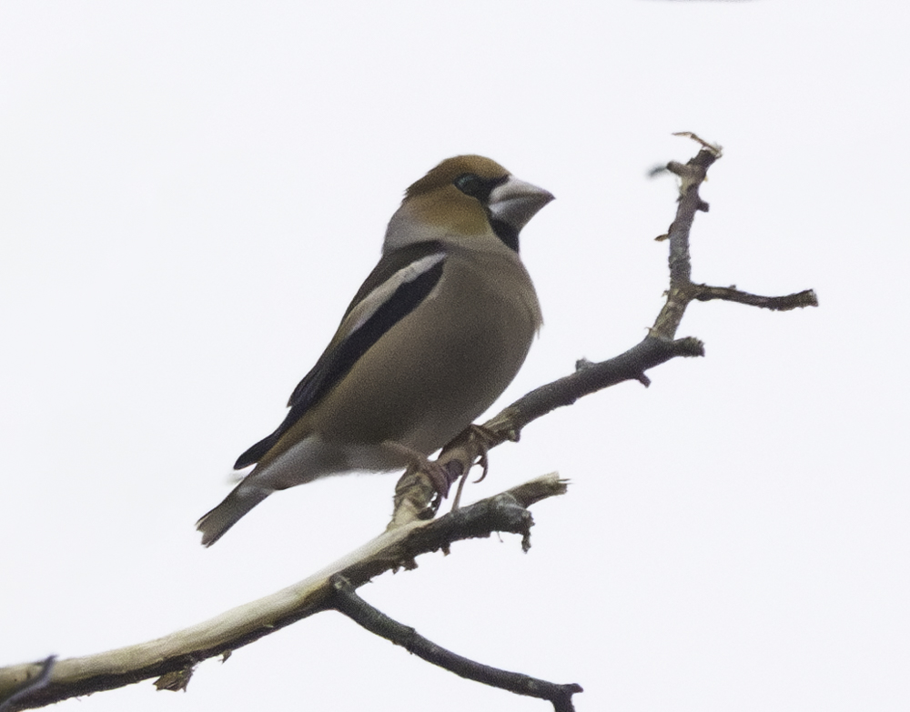 Hawfinch