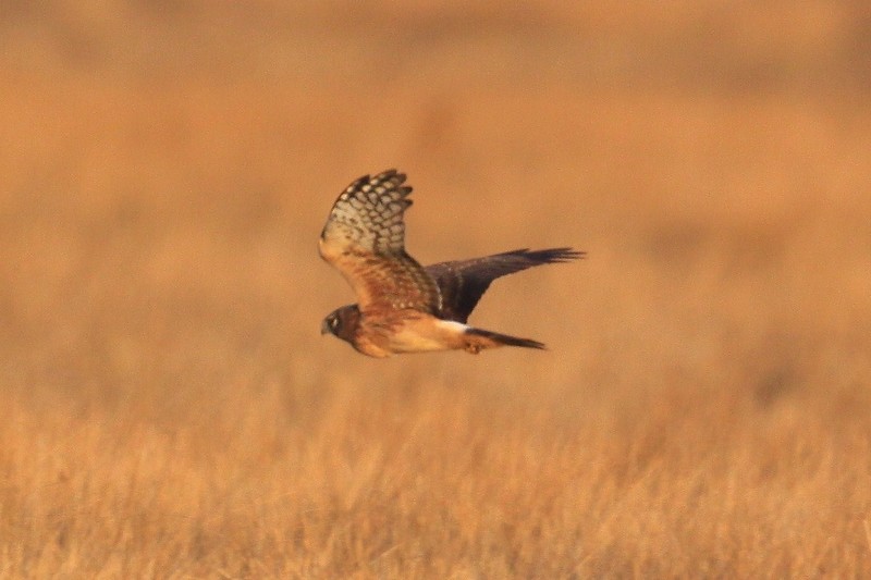 Northern Harrier