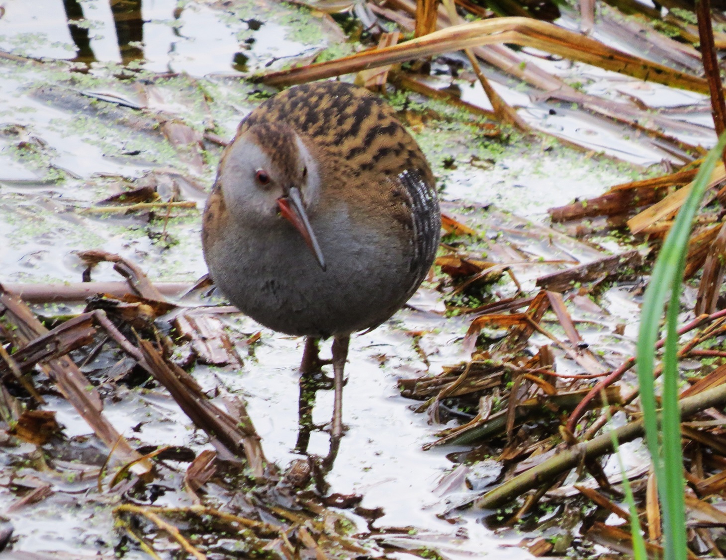 Water Rail