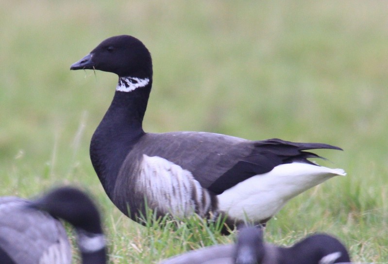 Black Brant
