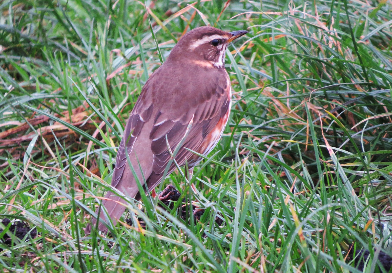 Redwing