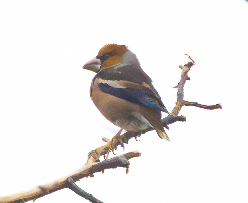 Hawfinch