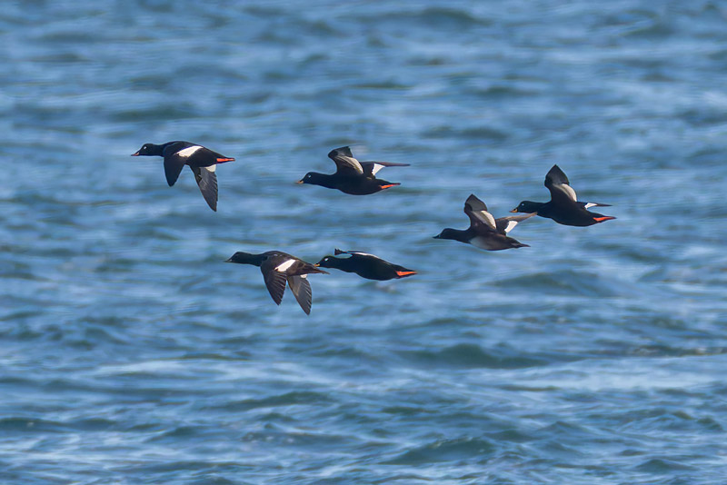 Velvet Scoter