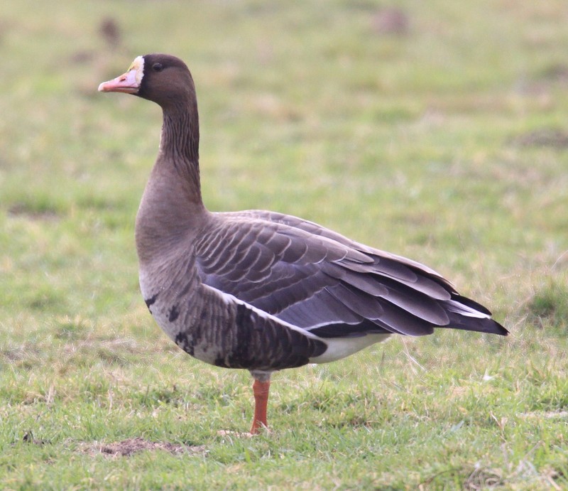 Eurasian White-fronted Goose