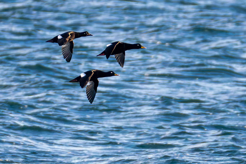 Velvet Scoter