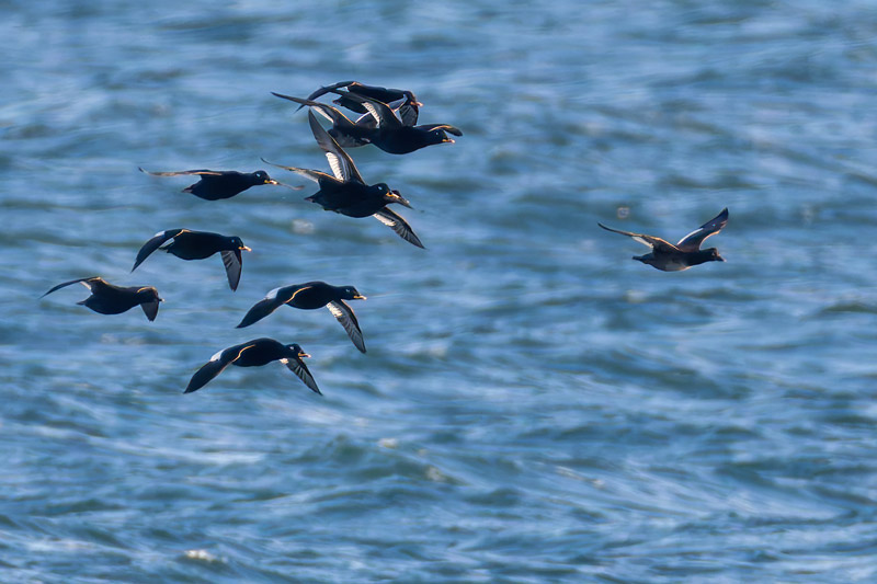 Velvet Scoter