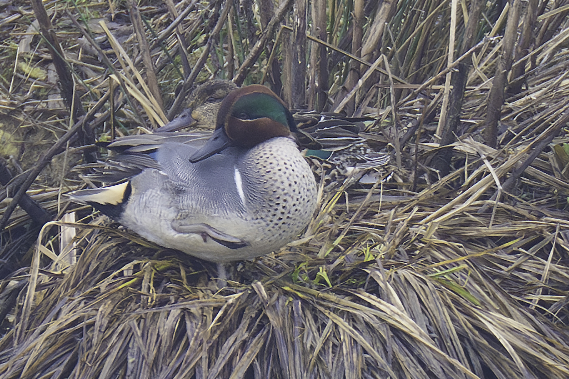 Green-winged Teal