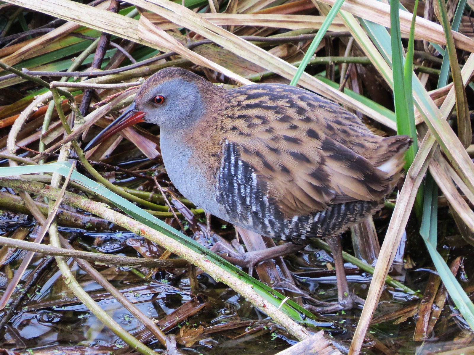 Water Rail