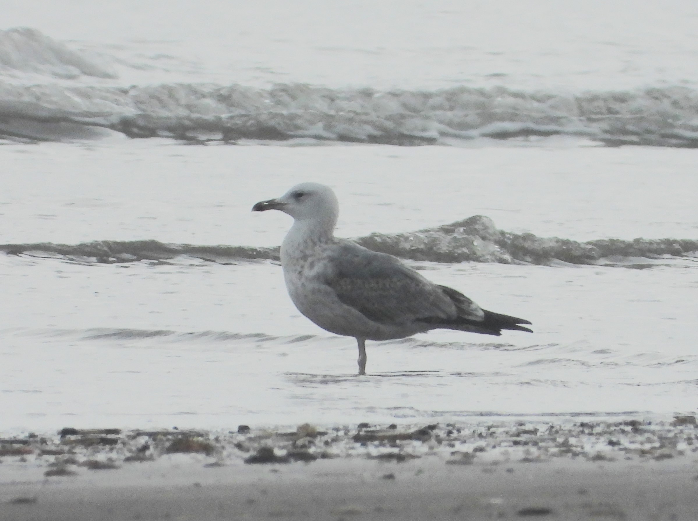 Caspian Gull