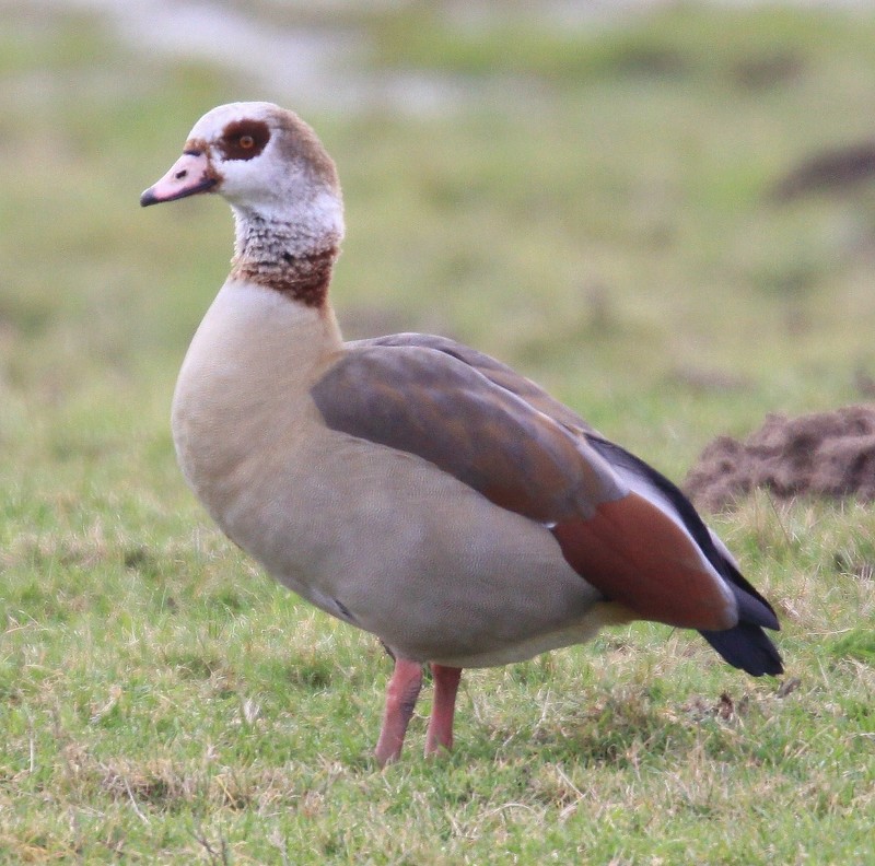 Egyptian Goose