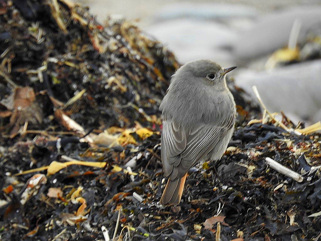 Black Redstart