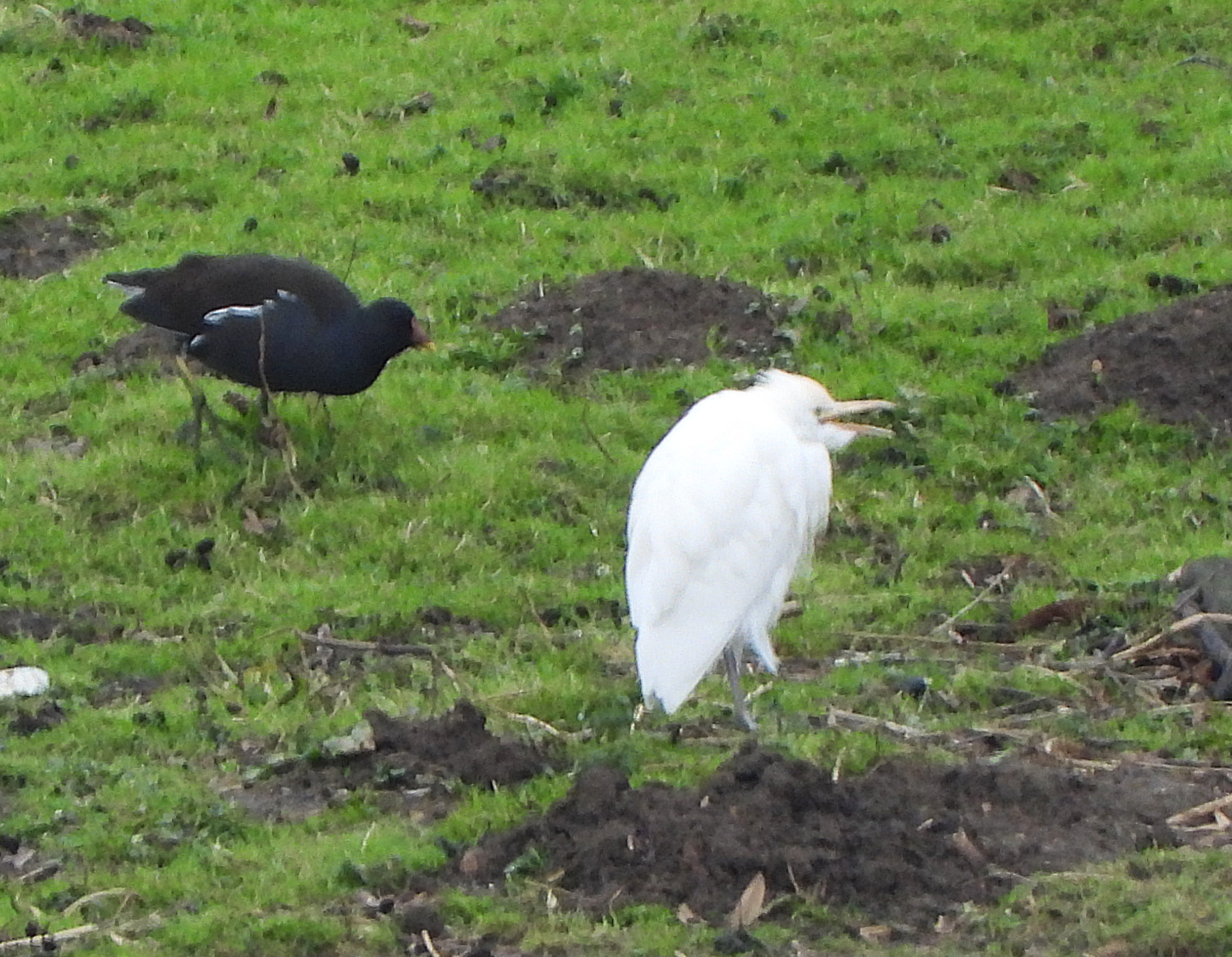 Cattle Egret