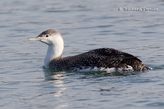 Red-throated Diver